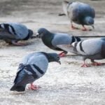 புறாவுக்காக பறிபோன மனித உயிர்