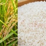 நெல்லுக்கான விலை அதிகரிப்பு – அரிசியின் விலை அதிகரிக்குமா