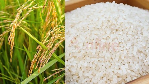 நெல்லுக்கான விலை அதிகரிப்பு – அரிசியின் விலை அதிகரிக்குமா