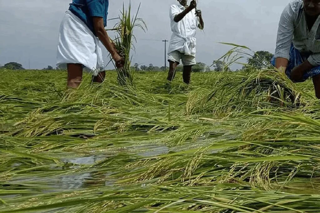 விவசாயிகளுக்கு விரைவில் நட்ட ஈடு!!