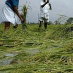 விவசாயிகளுக்கு விரைவில் நட்ட ஈடு!!