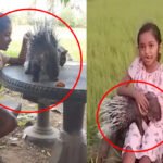 முள்ளம் பன்றியுடன் உலாவரும் சிறுமி – இணைய வாசிகளை கவர்ந்த காணொளி!!