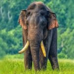 தொடர் தேடுதலில் அக்போ யானை!!